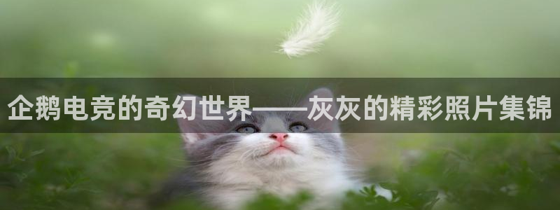 雷火电竞首页：企鹅电竞的奇幻世界——灰灰的精彩照片集锦