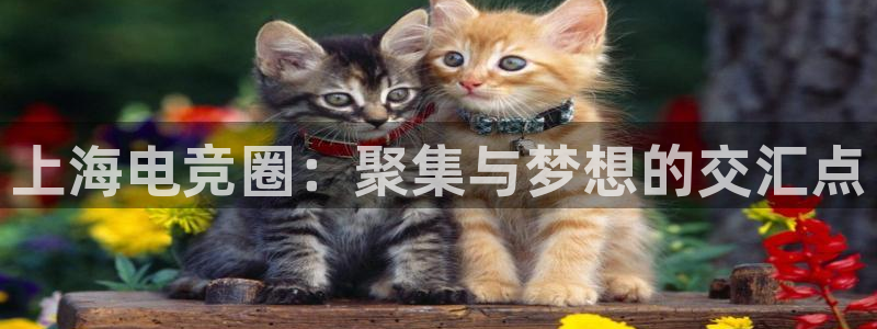 雷火电竞下载app：上海电竞圈：聚集与梦想的交汇点